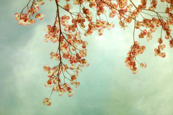 diannepoinski.Spring.Dogwoods2 by Dianne Poinski, Image 5.