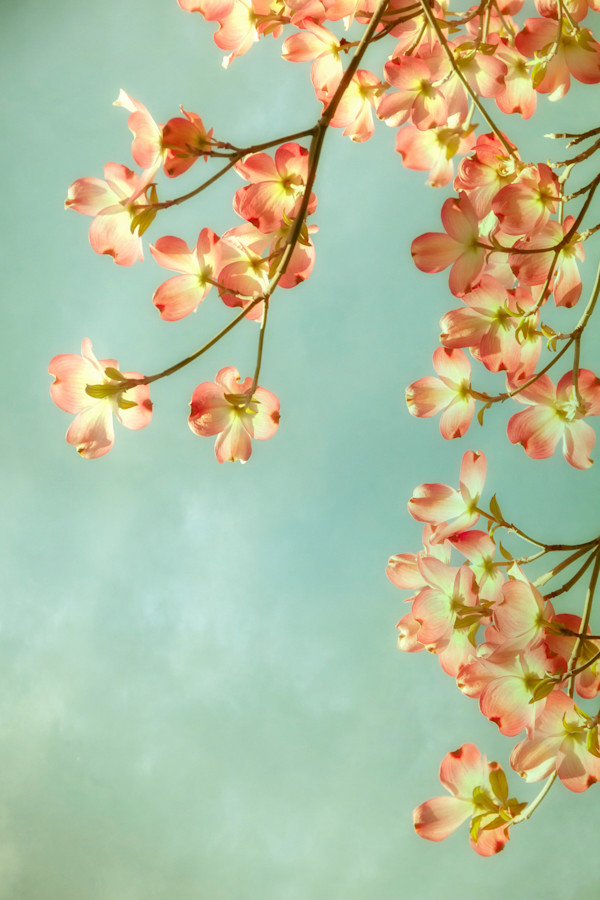 diannepoinski.Spring.Dogwoods3 by Dianne Poinski, Image 1.