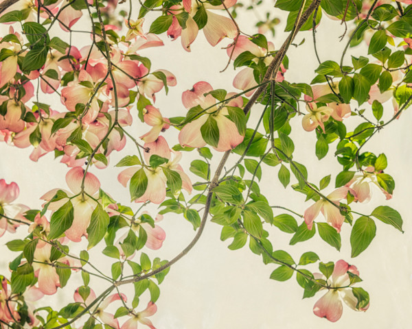 diannepoinski.Spring.Melody by Dianne Poinski, Image 8.