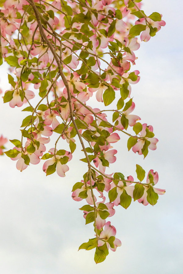 diannepoinski.Spring.Song by Dianne Poinski, Image 2.