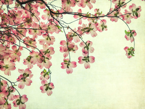 diannepoinski.Spring_Blossoms_1 by Dianne Poinski, Image 1.