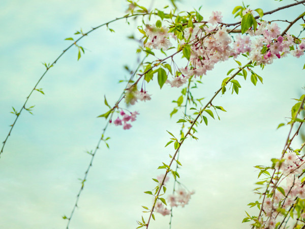 diannepoinski.Spring_Blossoms_2 by Dianne Poinski, Image 2.