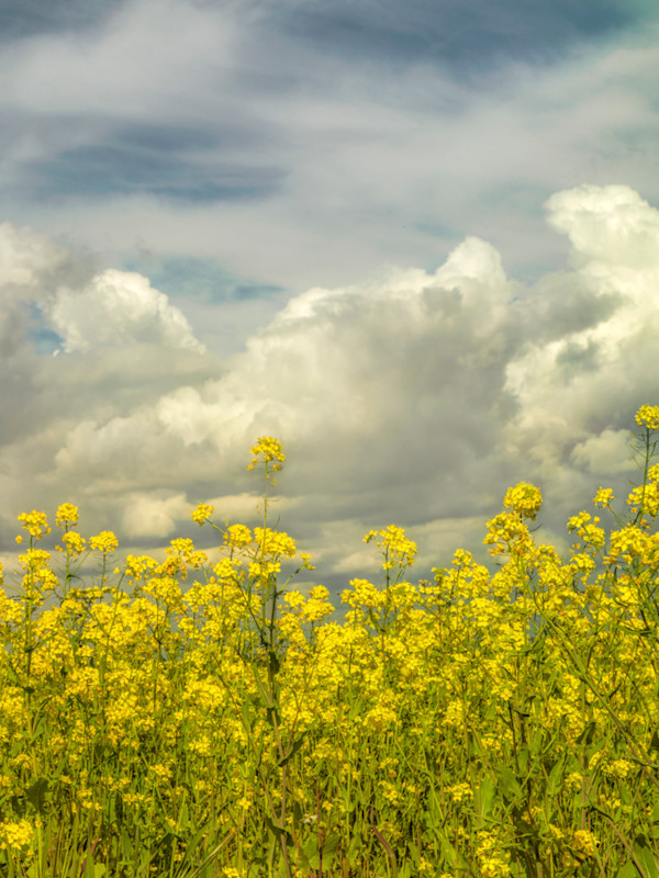 diannepoinski.Spring_Fields_2 by Dianne Poinski, Image 19.