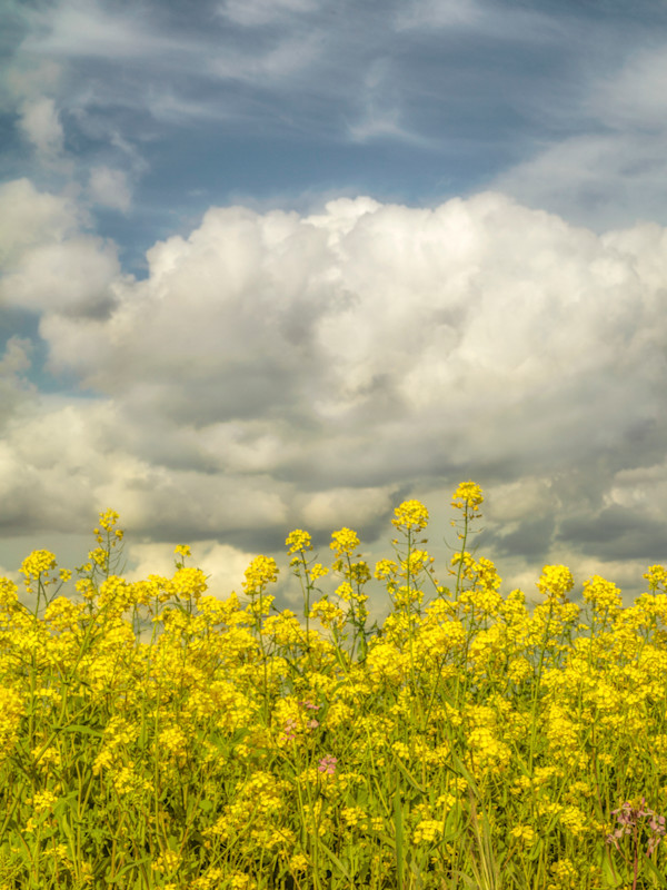diannepoinski.Spring_Fields_I by Dianne Poinski, Image 3.