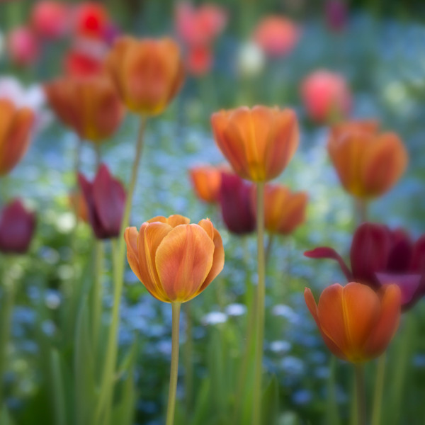 diannepoinski.Spring_Tulips by Dianne Poinski, Image 1.