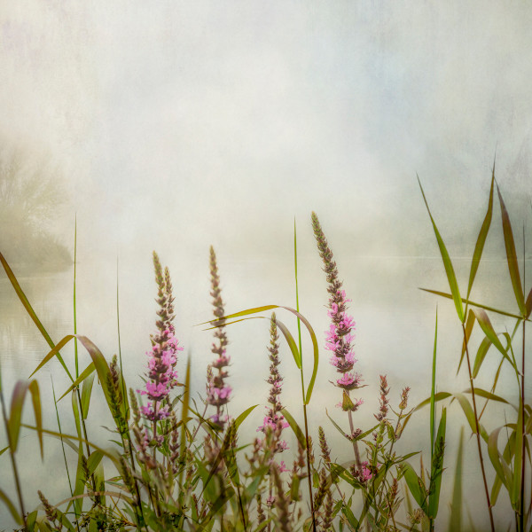 diannepoinski.Stillness by Dianne Poinski, Image 5.