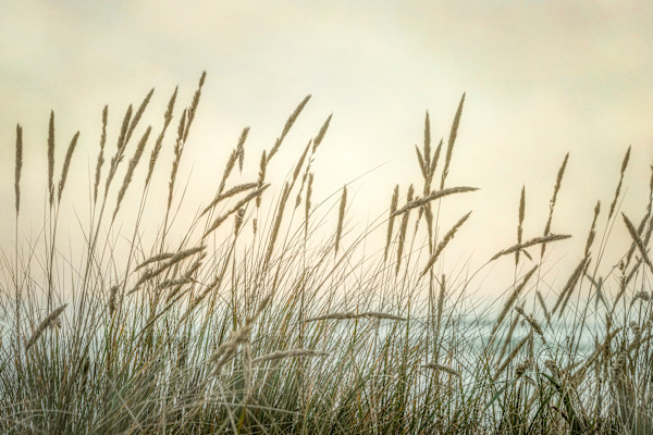 diannepoinski.Summer.Grasses1 by Dianne Poinski, Image 13.