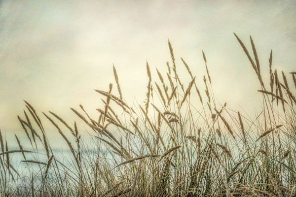 diannepoinski.Summer.Grasses2 by Dianne Poinski, Image 15.