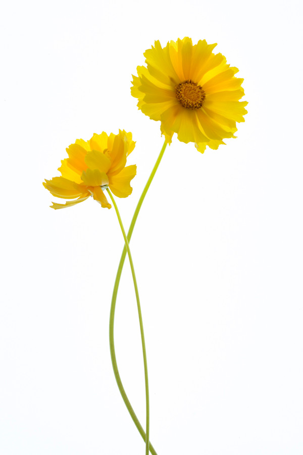 diannepoinski.SummerSunshine2 by Dianne Poinski, Image 8.