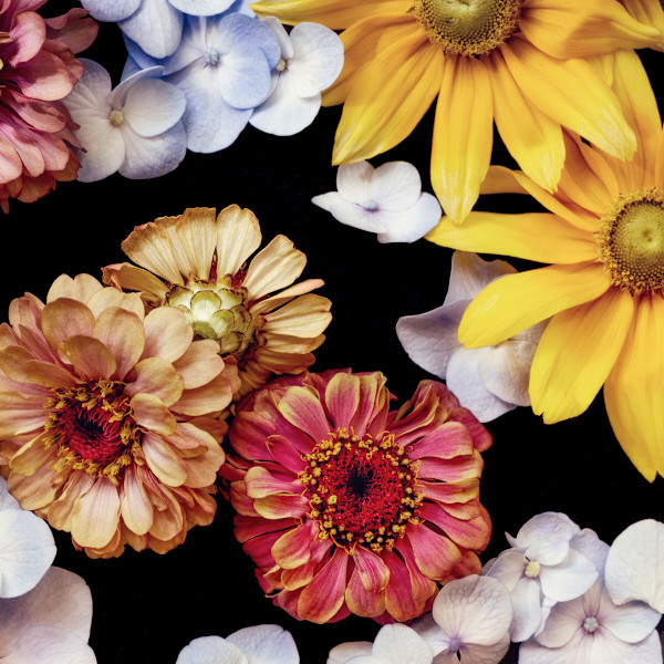 diannepoinski.Summer_Joy_2 by Dianne Poinski, Image 10.