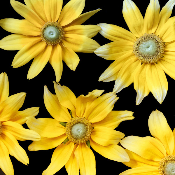 diannepoinski.Summer_Joy_3 by Dianne Poinski, Image 6.