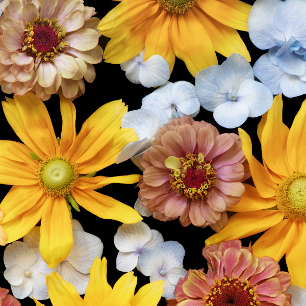 diannepoinski.Summer_Joy_I by Dianne Poinski, Image 9.