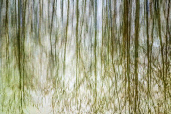 diannepoinski.TreeReflections1 by Dianne Poinski, Image 16.