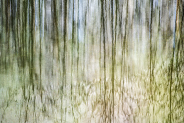 diannepoinski.TreeReflections2 by Dianne Poinski, Image 18.