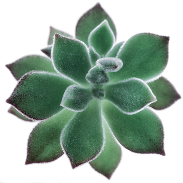 diannepoinski.Verdant_Simplicity_2 by Dianne Poinski, Image 20.