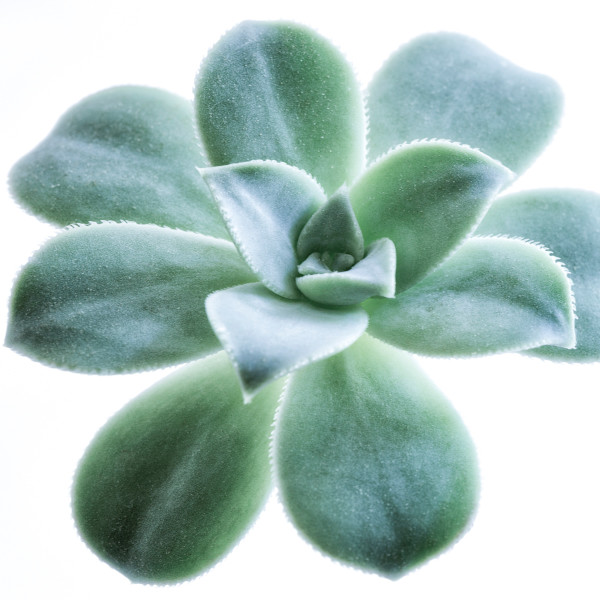 diannepoinski.Verdant_Simplicity_3 by Dianne Poinski, Image 12.