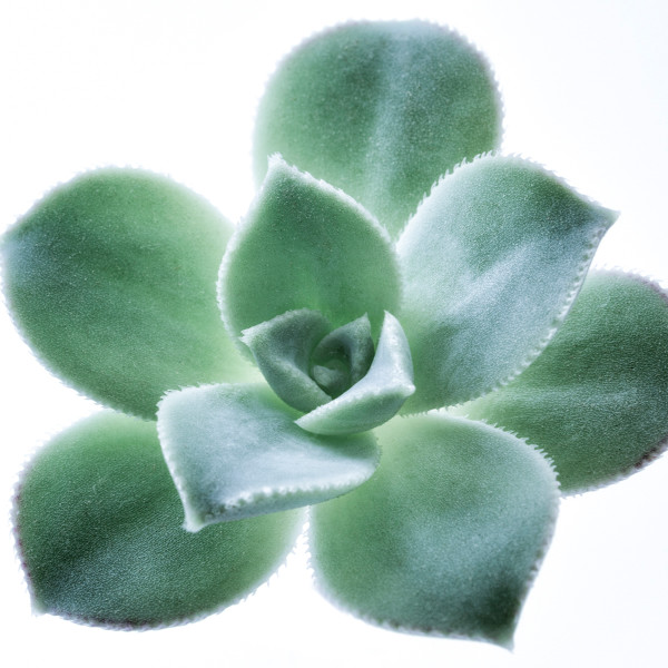 diannepoinski.Verdant_Simplicity_4 by Dianne Poinski, Image 17.