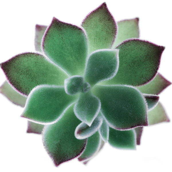diannepoinski.Verdant_Simplicity by Dianne Poinski, Image 18.