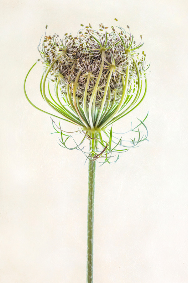 diannepoinski.WildBloom1 by Dianne Poinski, Image 4.