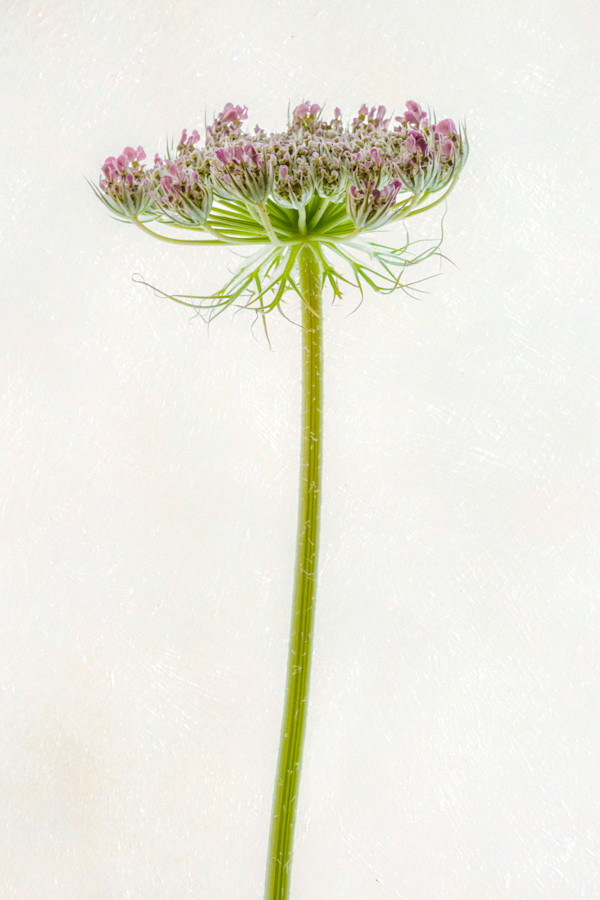 diannepoinski.WildBloom2 by Dianne Poinski, Image 1.