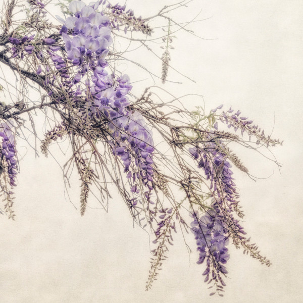 diannepoinski.Wisteria_1 by Dianne Poinski, Image 7.