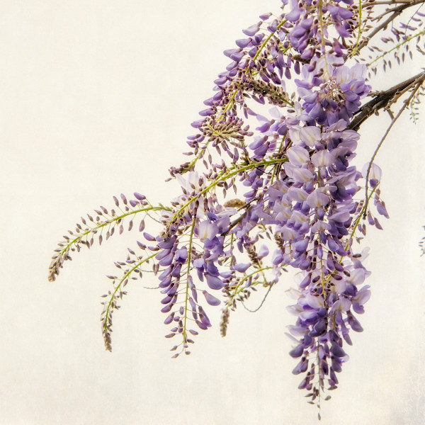 diannepoinski.Wisteria_2 by Dianne Poinski, Image 3.
