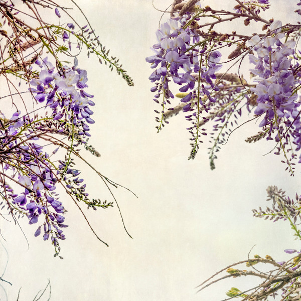 diannepoinski.Wisteria_3 by Dianne Poinski, Image 11.