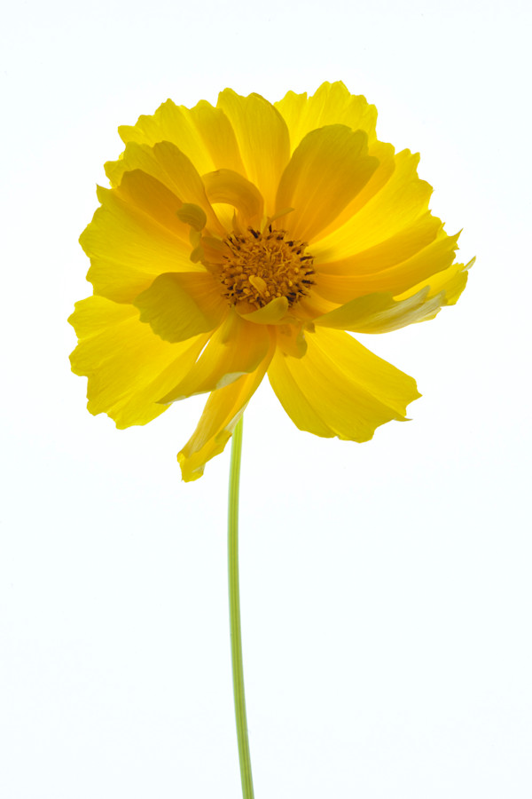diannepoinski.YellowBlooms1 by Dianne Poinski, Image 8.