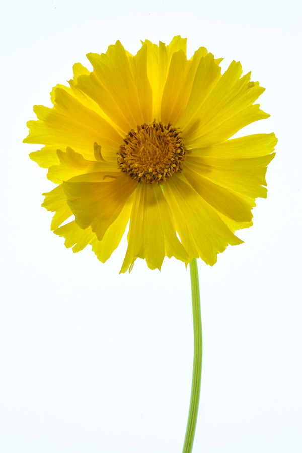 diannepoinski.YellowBlooms2 by Dianne Poinski, Image 6.