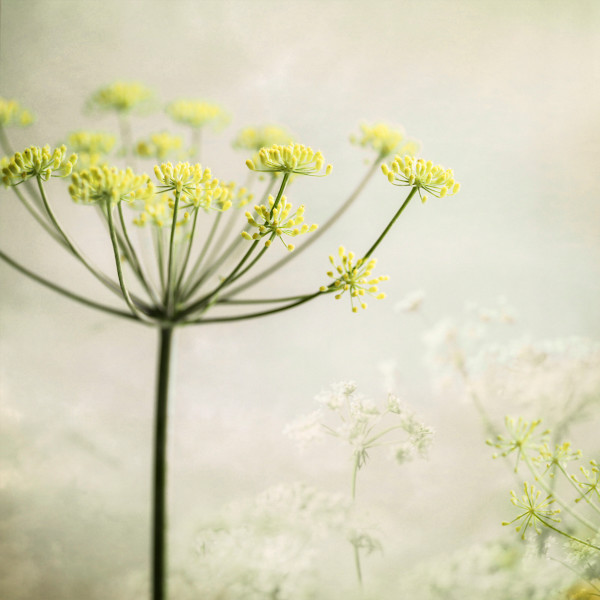 diannepoinski.Yellow_Trio_1 by Dianne Poinski, Image 5.