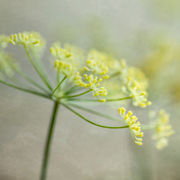 diannepoinski.Yellow_Trio by Dianne Poinski, Image 3.