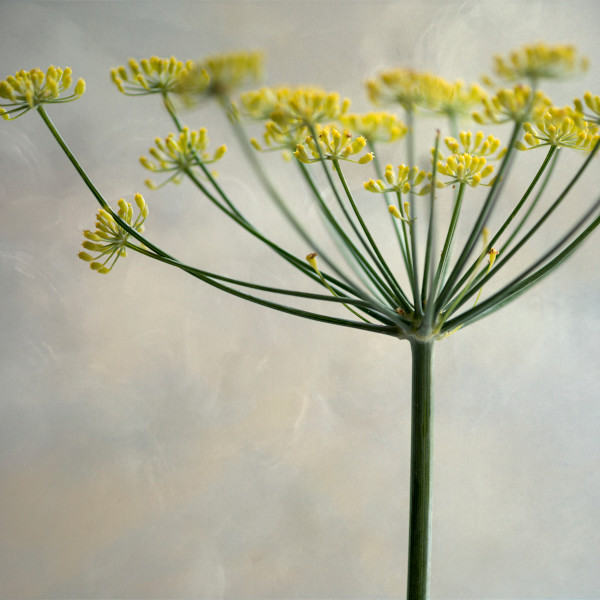 diannepoinski.Yellow_Trio_3 by Dianne Poinski, Image 7.