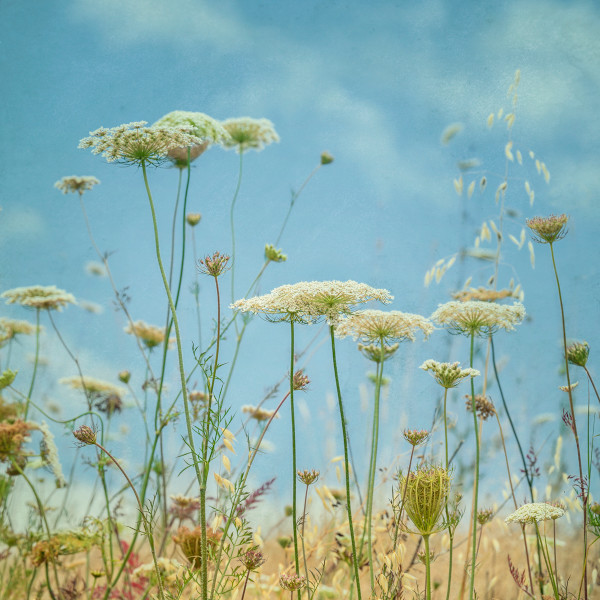 diannepoinski.summer_field by Dianne Poinski, Image 2.