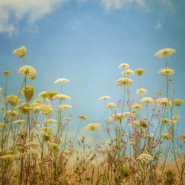 diannepoinski.Summer_field by Dianne Poinski, Image 4.