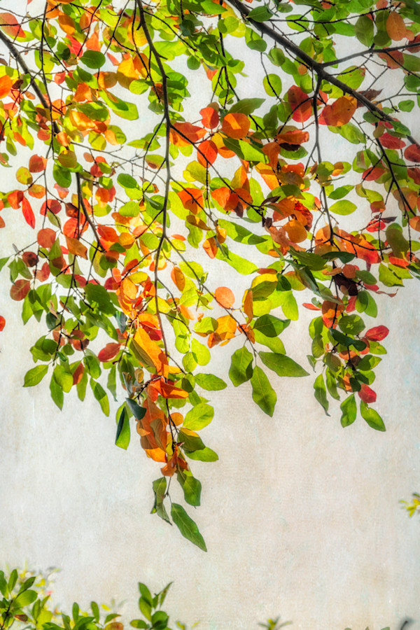 diannepoinski.turning_leaves_1 by Dianne Poinski, Image 5.