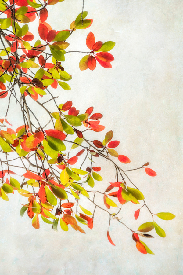 diannepoinski.turning_leaves_2 by Dianne Poinski, Image 10.