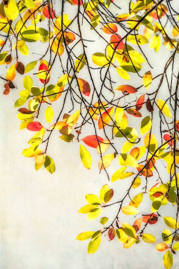 diannepoinski.turning_leaves_3 by Dianne Poinski, Image 7.