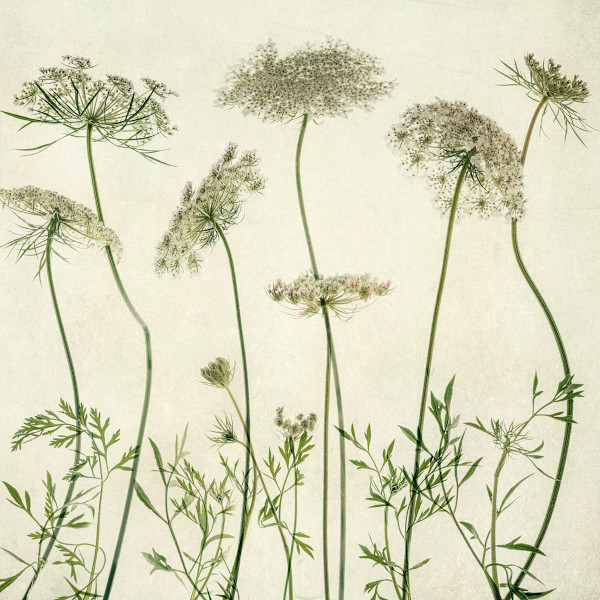 diannepoinski.wild.bloom1 by Dianne Poinski, Image 14.