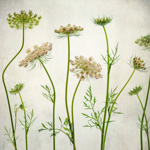 diannepoinski.wild.bloom2 by Dianne Poinski, Image 2.