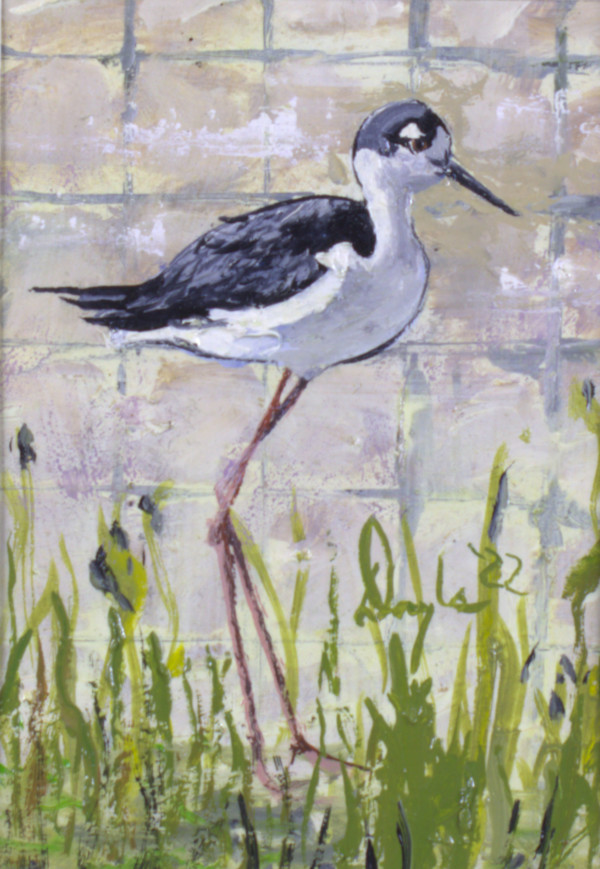 Black Necked Stilt by Douglas Black