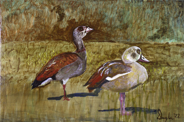 Pair Of Egyptian Geese by Douglas Black