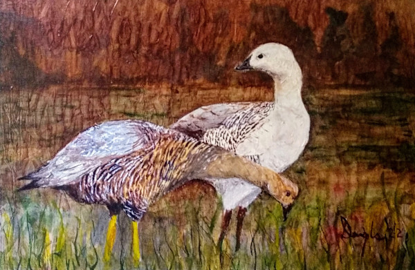 Pair Of Magellan Geese by Douglas Black