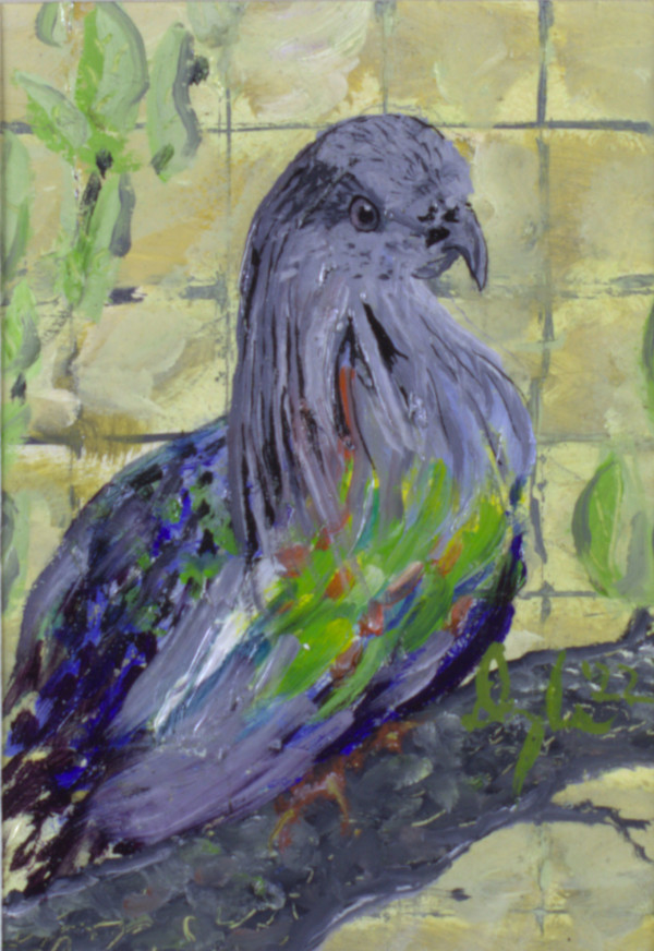Nicobar Pigeon by Douglas Black
