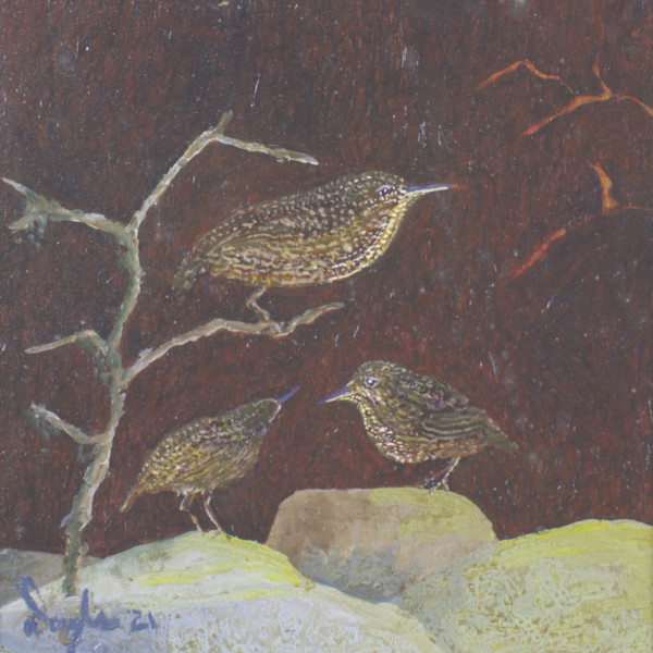 Three Stevens Island Wrens by Douglas Black