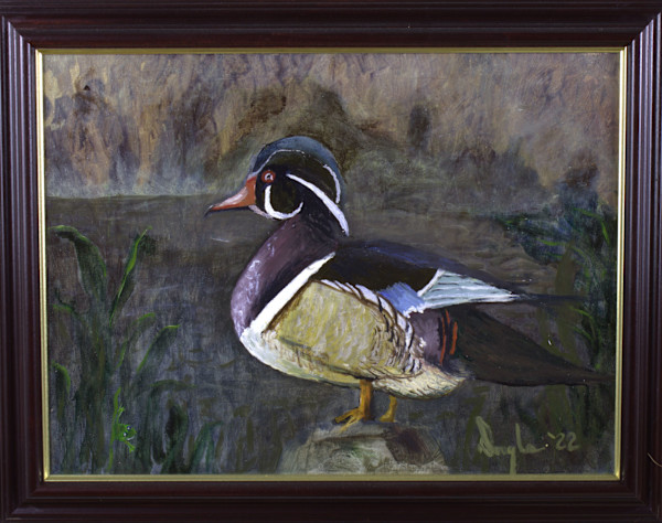 Wood Duck by Douglas Black