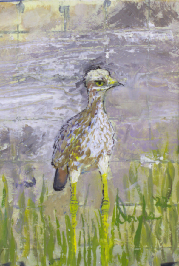 Spotted Dikkup by Douglas Black