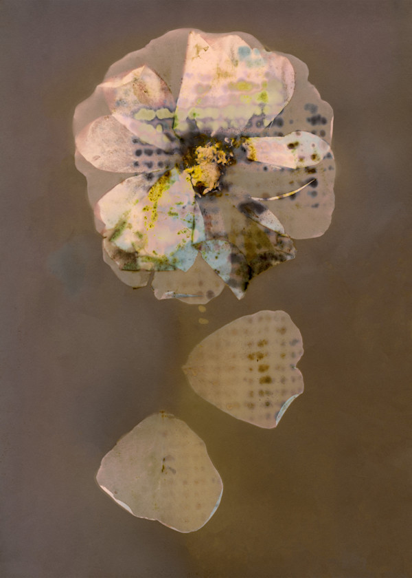 Weeping Rose by Wanda Oliver