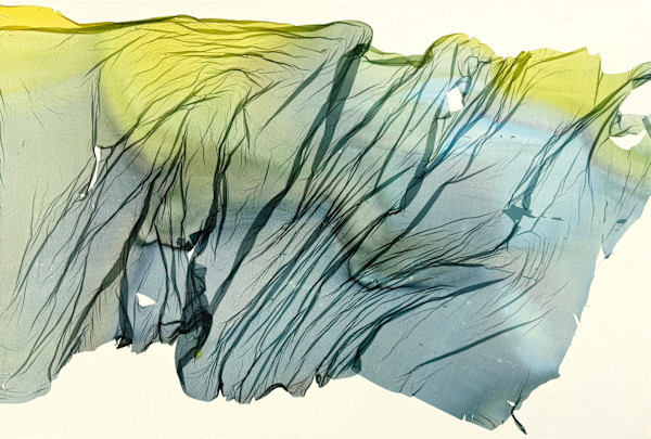 Field Study #8 by Jenny Johannsen, Image 1.