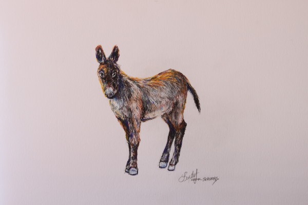 Sunny Burro by Lindy Cook Severns