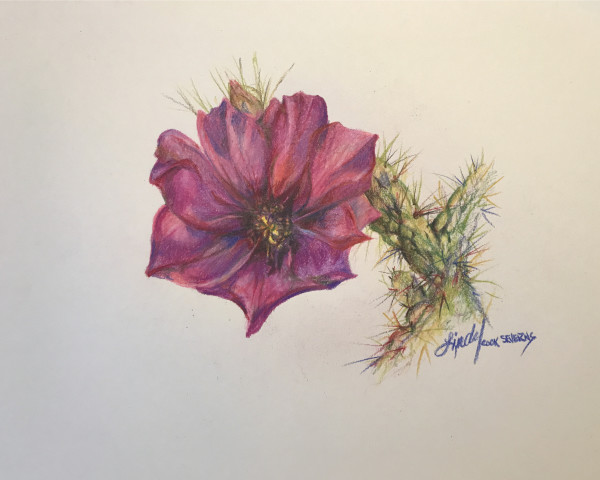 Cholla Bloom by Lindy Cook Severns